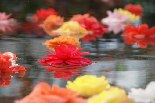 Photo, flower, water, water surface, 