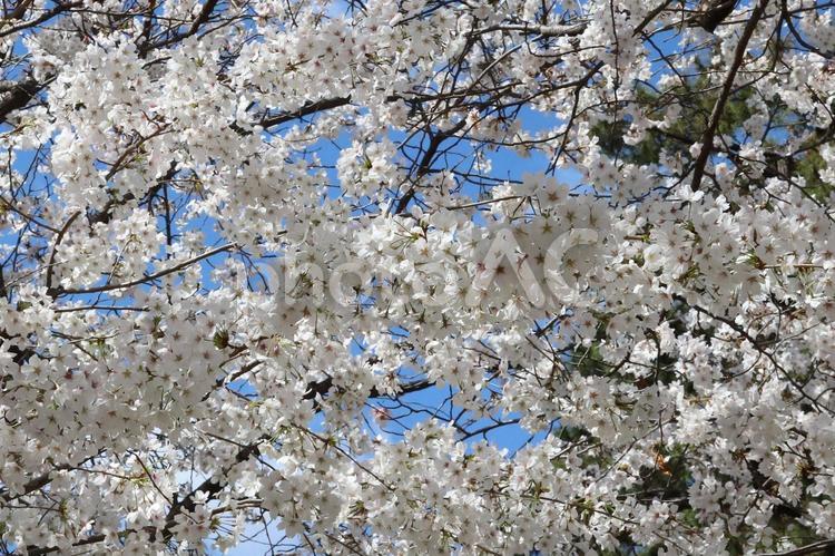 さくらソメイヨシノ 春,自然,背景の写真素材