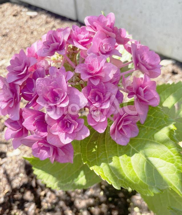 ピンク色のアジサイ　素材画像 アジサイ,ピンク,花の写真素材