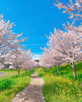 桜の散歩道 桜の散歩道の写真