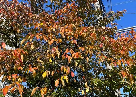 ある公園の紅葉_桜4_711L 紅葉,秋,木の写真素材