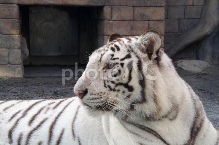 ホワイトタイガー ホワイトタイガー,白,動物の写真素材