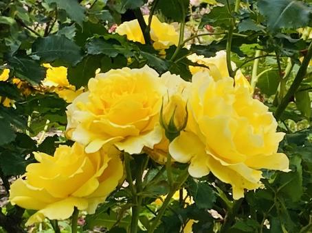 バラの花4 バラの花4の写真