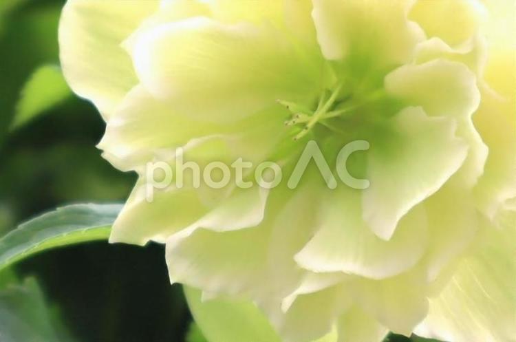 クリスマスローズ　花弁・花びらのアップ クリスマスローズ,花,植物の写真素材