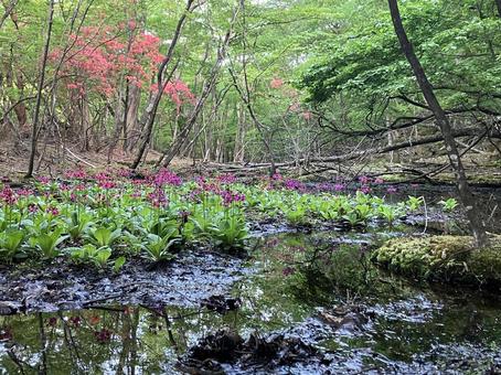 草花の景色 草花の景色の写真