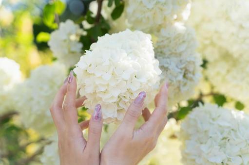 白い花を両手で包む春の光②の写真