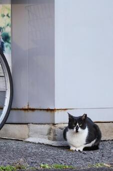 白黒ハチワレ猫 猫,野良猫,白黒猫の写真素材