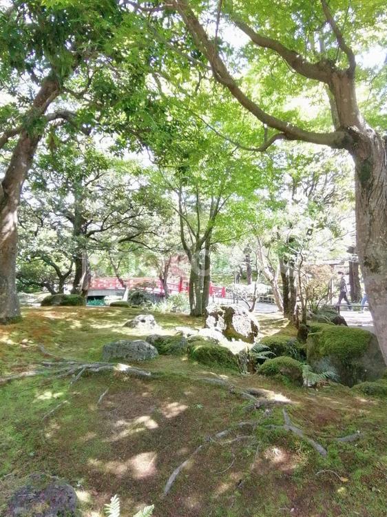 木漏れ日 木漏れ日,木,もみじの写真素材