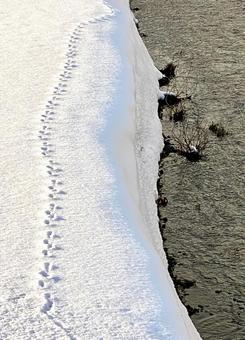 川岸に残されたうさぎの足跡 川岸に残されたうさぎの足跡の写真