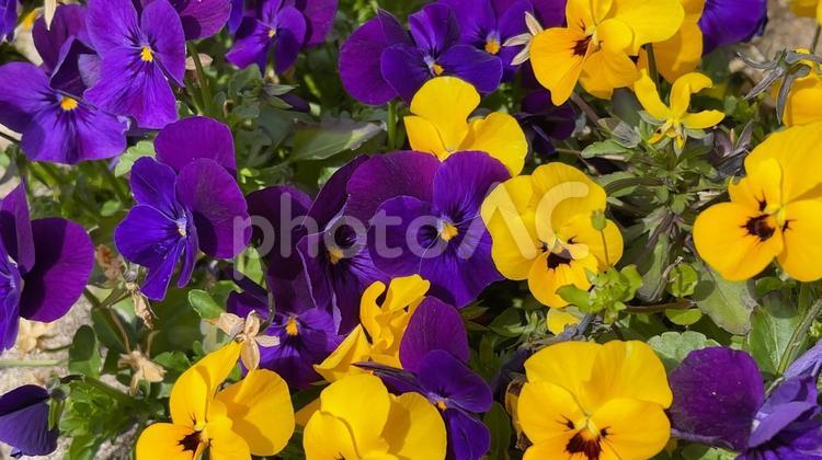 黄色と紫のパンジーの花畑 パンジー,フラワー,花の写真素材