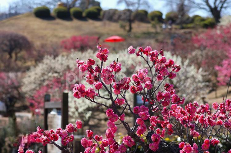 ３月上旬の梅の花と野点傘 背景,梅,花の写真素材