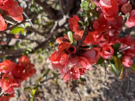 赤いボケの花 赤いボケの花の写真