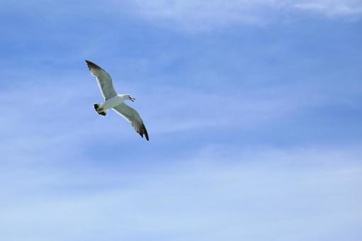 空飛ぶカモメ 空飛ぶカモメ カモメ,鳥,空の写真素材
