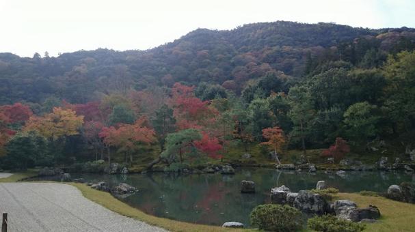 Autumn leaves, natural, autumn, sky, JPG