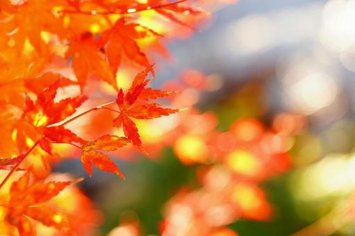 もみじ紅葉 紅葉,もみじ,もみじがりの写真素材