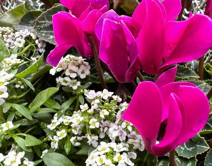 シクラメンとアリッサム シクラメンとアリッサム 花,寄せ植え,ガーデニングの写真素材