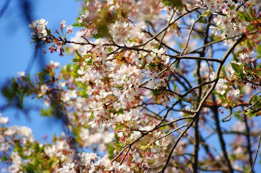 桜 桜 自然,桜,季節の写真素材