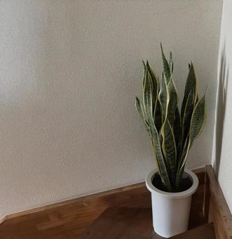 緑 緑の写真