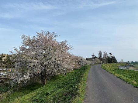 桜の木 桜の木の写真