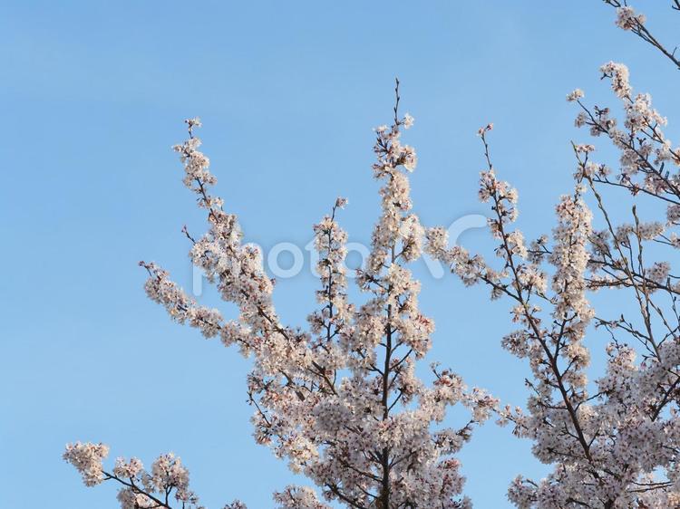 サクラ　春の風景 桜,春,花の写真素材
