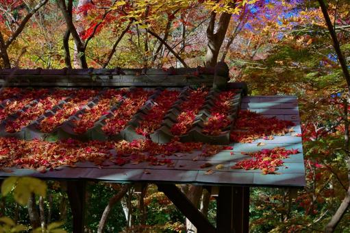 紅葉の落葉 もみじ,葉,植物の写真素材