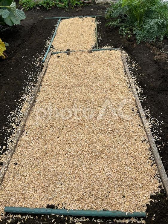 市民農園の籾殻の活用 籾殻,もみがら,種まきの写真素材