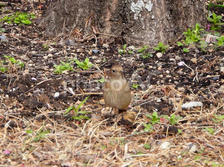 梅林の草地にいるジョウビタキ　メス2 ジョウビタキ,鳥,鳥類の写真素材