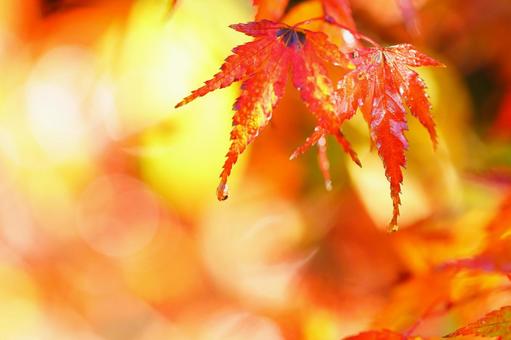 もみじ紅葉 紅葉,もみじ,もみじがりの写真素材