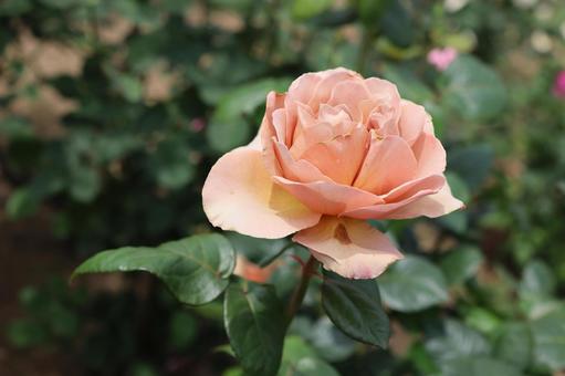 バラ園で撮影した薔薇の写真です バラ園で撮影した薔薇の写真ですの写真