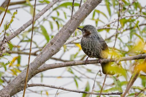 ヒヨドリ(50) 鳥,鳥類,ヒヨドリの写真素材