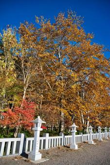 赤城神社の白樺紅葉 風景,青空,晴れの写真素材