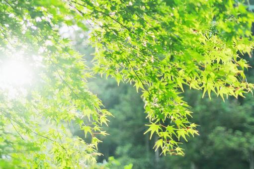緑が鮮やかなモミジ モミジ,新緑,緑色の写真素材