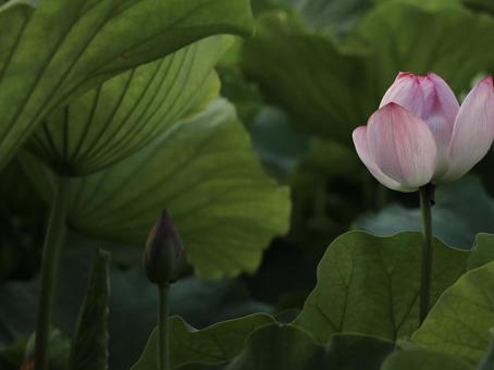 蓮 [無加工]版 縦横4:3の写真