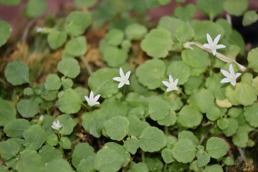 緑の葉の中に白い花のタニギキョウの花 緑の葉の中に白い花のタニギキョウの花の写真