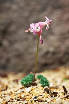 コマクサ(高山植物の女王) コマクサ(高山植物の女王)の写真