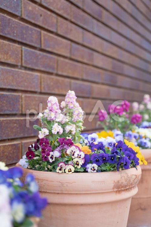 花壇のお花の文字入れ背景素材 ストック,パンジー,花壇の写真素材