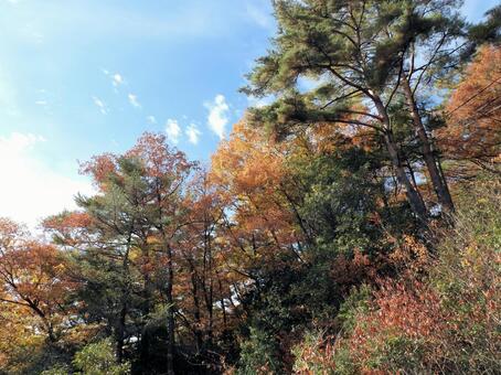 山の秋 秋,紅葉,山頂付近の写真素材
