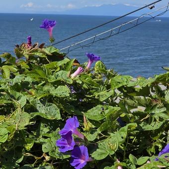 朝顔と海② 朝顔と海② 夏,海,朝顔の写真素材