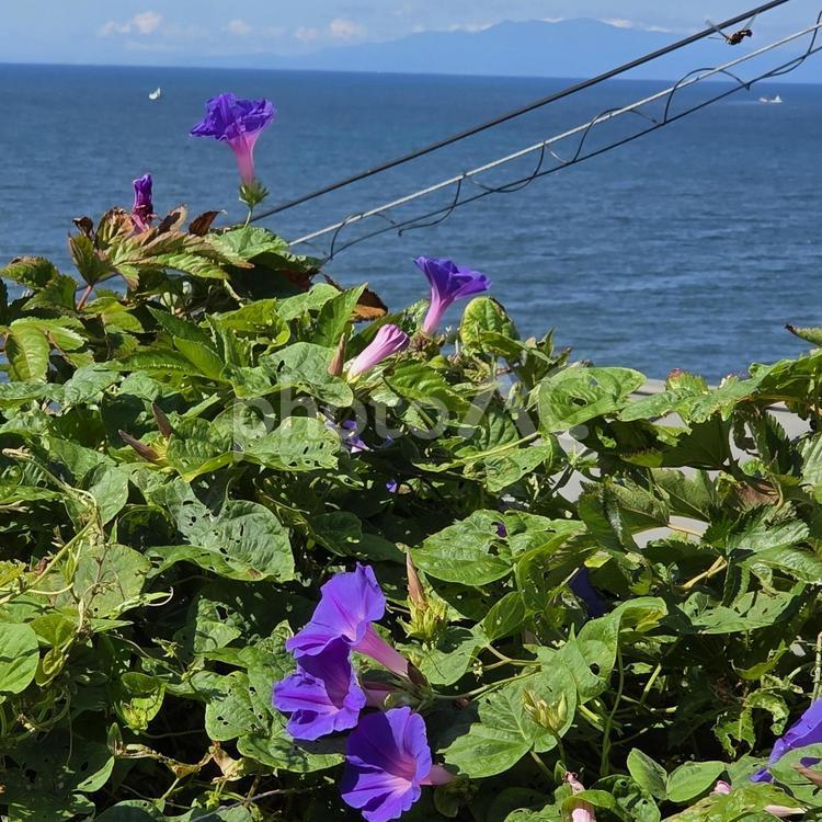 朝顔と海② 夏,海,朝顔の写真素材