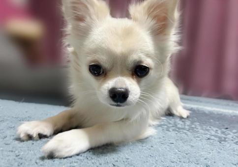 白いチワワ チワワ,クリーム,ホワイトの写真素材