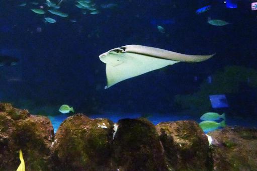 サンピアザ水族館の人気者 サンピアザ水族館の人気者の写真