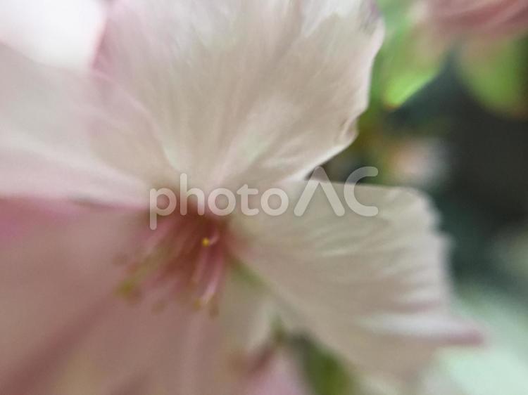 御殿場桜の花びら 御殿場桜,桜,花の写真素材