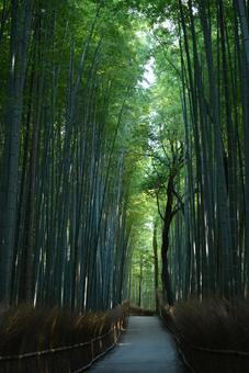 竹林 竹林の写真