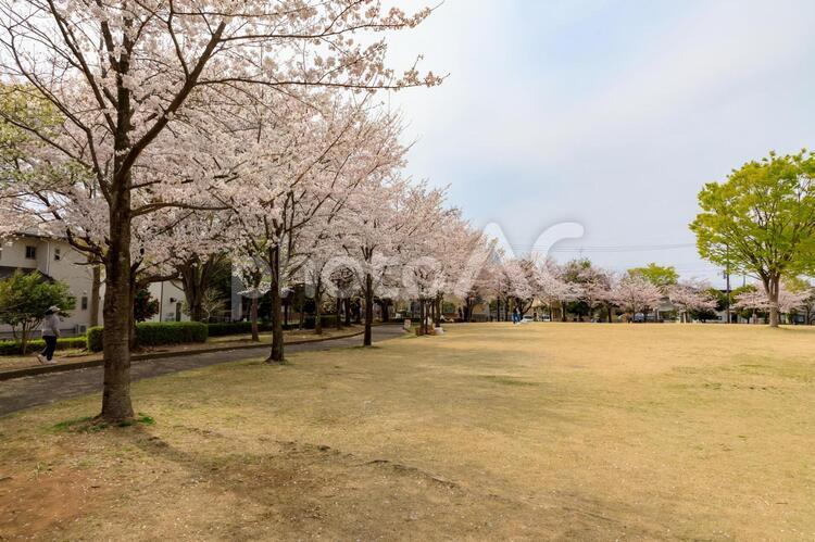 桜並木 桜,桜並木,並木道の写真素材