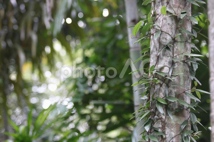 シンガポール、都会のオアシス シンガポール,東南アジア,植物の写真素材
