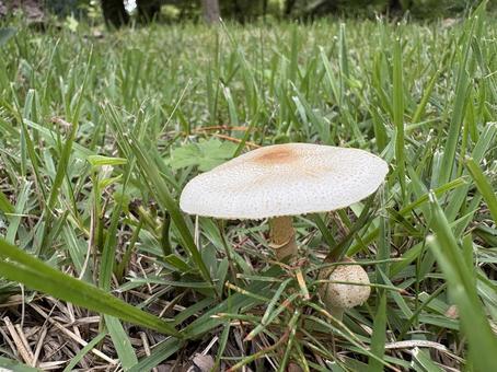オオシロカラカサタケ(?) 02 オオシロカラカサタケ(?) 02 オオシロカラカサタケ,大白唐傘茸,茸の写真素材