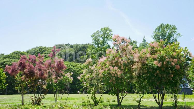 いばらきフラワーパーク・園内景色6 いばらきフラワーパーク,茨城県,石岡市の写真素材