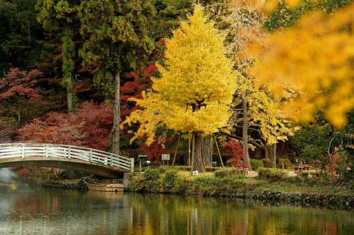 薬師池公園のイチョウ イチョウ,薬師池公園,東京の写真素材