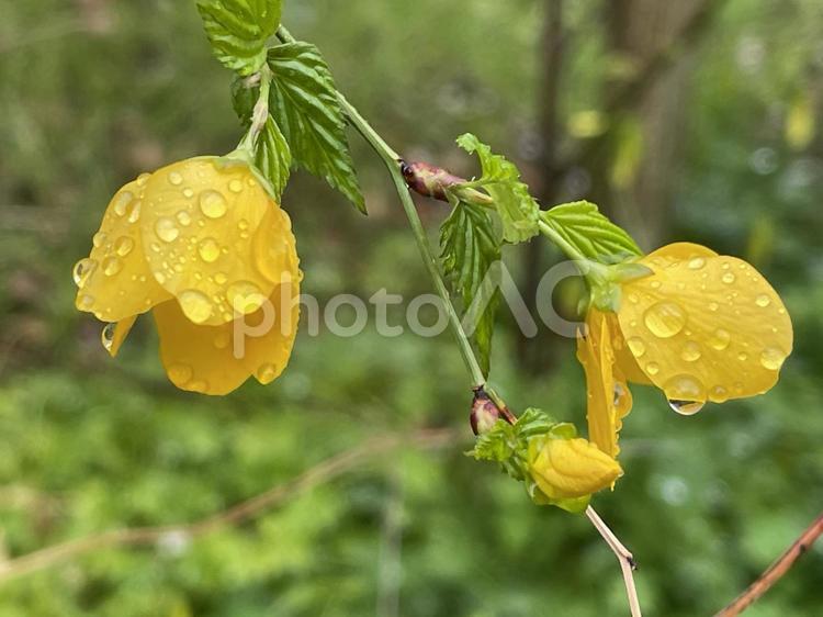 神田川4月：雨のヤマブキの花 2025 ヤマブキ,山吹,花の写真素材