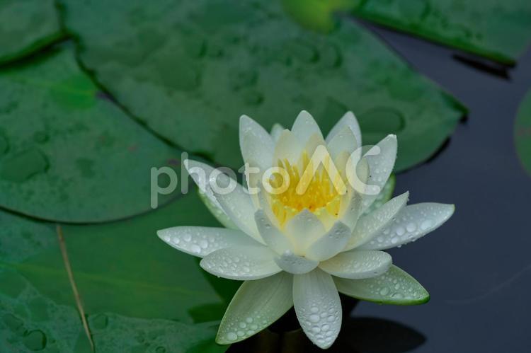 睡蓮の花 蓮,花,植物の写真素材